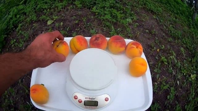 ПЕРСИК ВІРГІЛ Т4