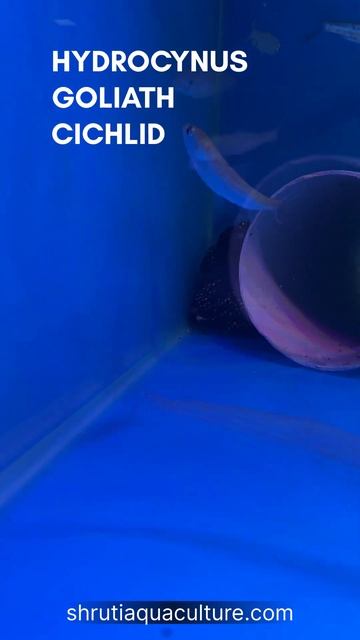 HYDROCYNUS GOLIATH смотреть онлайн