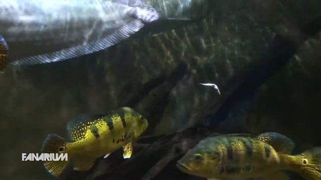 Eltofi's 10 000L Aquarium смотреть онлайн