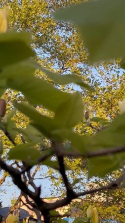 ПОЛЕТ «ЖЕЛТОЙ ПТИЦЫ"