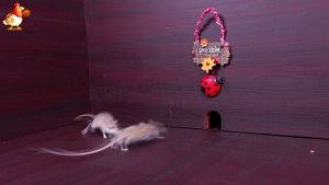 Видео для кошек про крысок развлекать питомцев 🐭🐀😂 42
