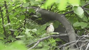 Пение птиц.