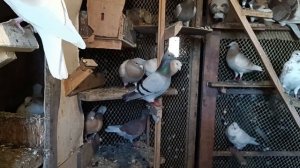 ПОЧТОВЫЕ ГОЛУБИ 🕊️🕊️ . ПОЛЁТ В ПОЛЯ.