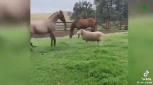 баран vs олень