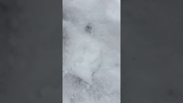 Фуфел поймал землеройку. смотреть онлайн