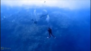 Нападение акул на дайверов.