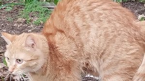 Классное видео о рыжем коте-205 выпуск.