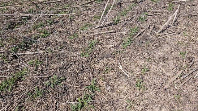 Сев льна масличного 2025г. смотреть онлайн