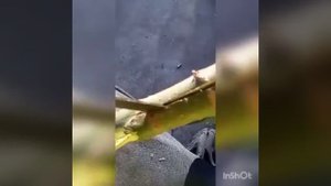 building a primitive spear for small game