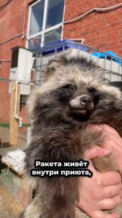 Енотовидная собака теперь наслаждается свежим воздухом и солнцем! | Ракета