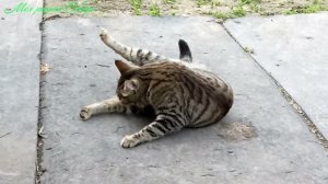 Про клены. Все гуси вместе. наша барыня киска отдыхает!