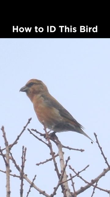 Can you identify this red bird? смотреть онлайн