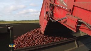 Уборка картофеля в Агрофирме "КРиММ"