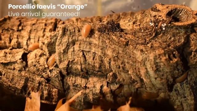 Orange "Porcellio Laevis" | Isopod spotlight смотреть онлайн