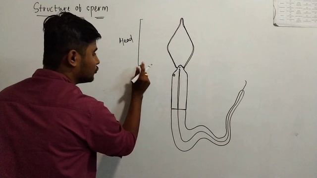 2ND YR,ZOOLOGY -17 (HUMAN REPRODUCTION) BY ASUTOSH PANIGRAHI.