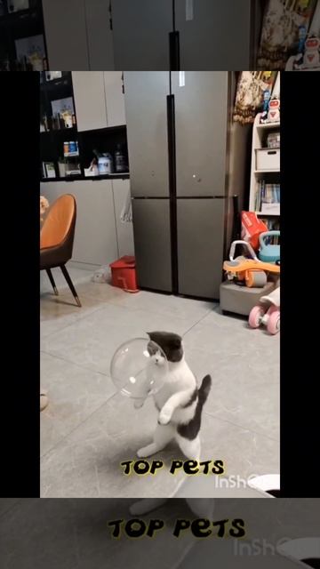 Любимые питомцы😺🐶🤗 смотреть онлайн