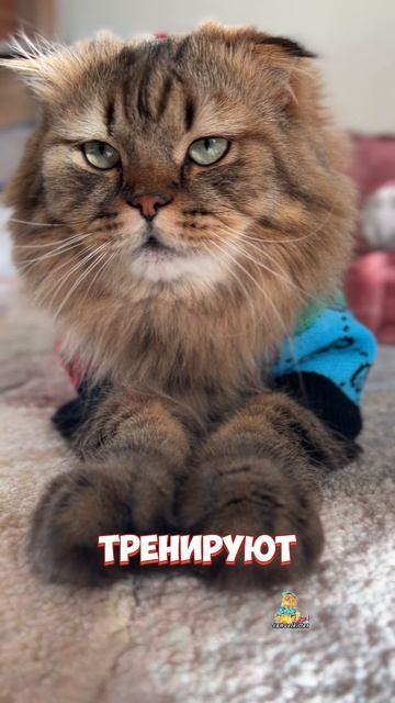Доброта спасет мир!❤️😻 #котики #доброта #милыекотики