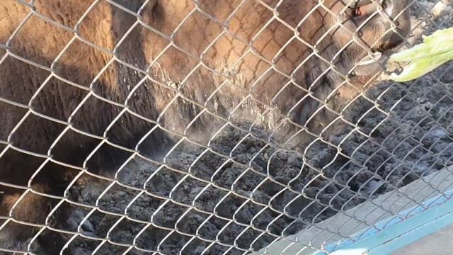 Зоопарке в Пахре, Животные, кормим четвероногих, фоткаюсь со змеей, зоопарк, zoo🦦 смотреть онлайн