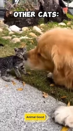 #собаки #кошки #прико Mine Are Cold-Blooded #Cat #Cats #FunnyCats #CuteCats  #Pets #Kitten