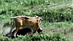 Самые опасные животные, которые вымерли после динозавров.