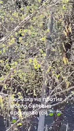 19.04 2025 год .Берёзка на против моего балкона просыпается🍃🍃🍃