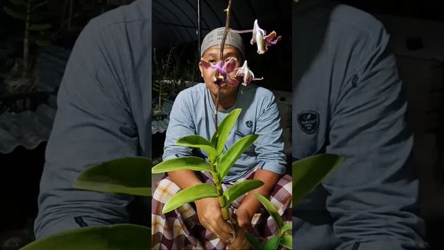 Anggrek keriting dewasa murah wa 082334804906 смотреть онлайн