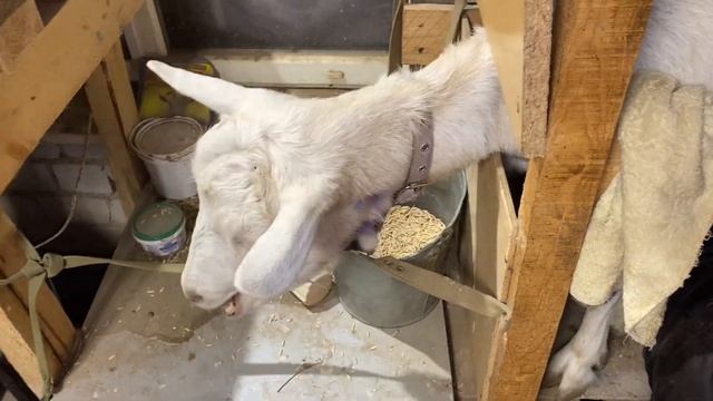 Наше козье царство