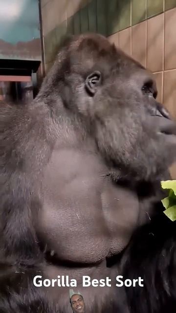 Gorilla Best Sort #gorilla #gorillas #monkey #animals #animal смотреть онлайн