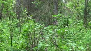 M81 Woodland Camouflage