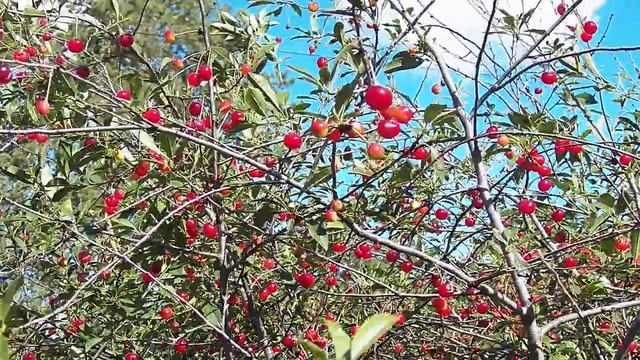 Вишня на ветру смотреть онлайн