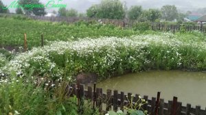 Видео для тех кто любит дождь