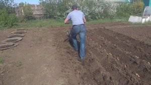 Быстрый и лёгкий способ посадки картофеля