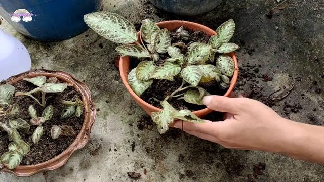 Episcia cupreata, how to plant hanging pots, beautiful and simple, Green Thiên Nhiên.
