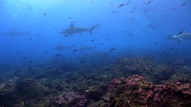 Scuba Diving the Galapagos Islands