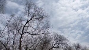 ВЕСНА ИДЕТ - ВЕСНЕ ДОРОГУ #весна #лучшее #топ #пейзаж #like #красиво #река #волга #скворечники