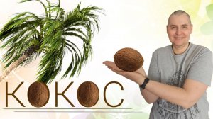 Как выбрать и открыть кокос?