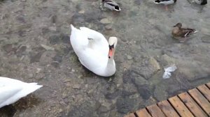 Лебеди едят прямо с рук