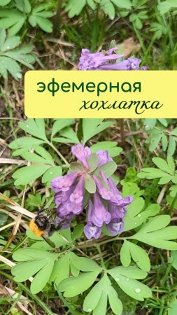 ЭФЕМЕРНЫЕ растения