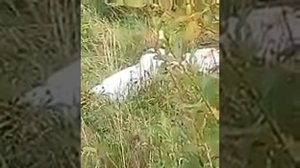 Крот+фольга+пустая бутылка=бомба