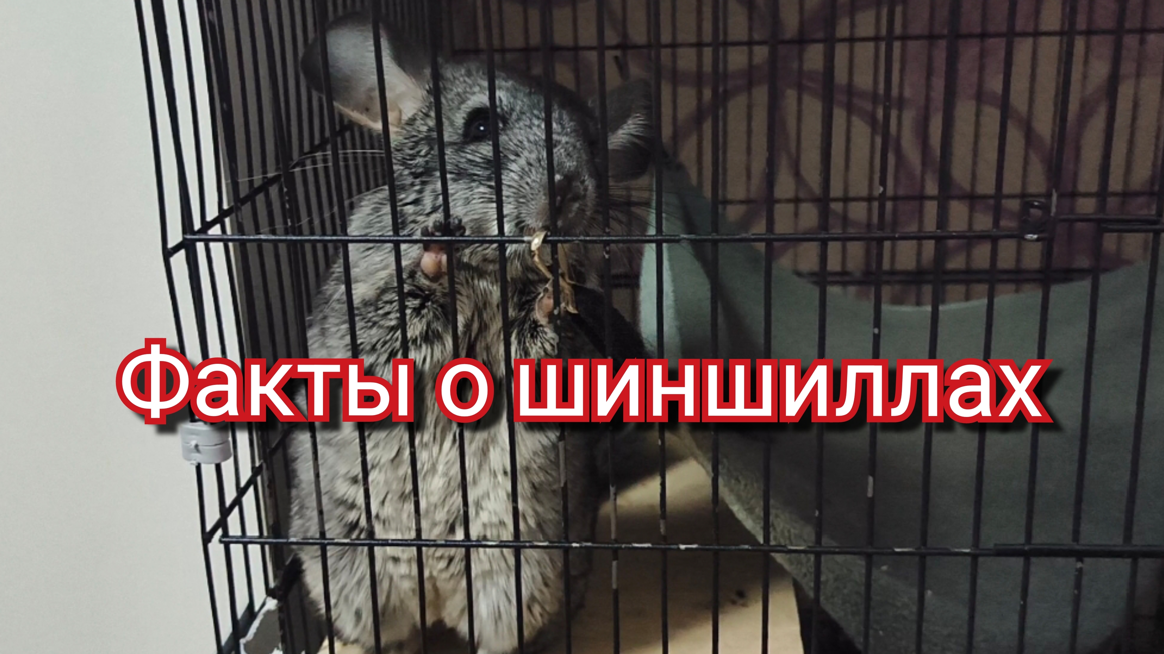 Факты о шиншиллах