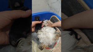 Малыши Йорки родились.