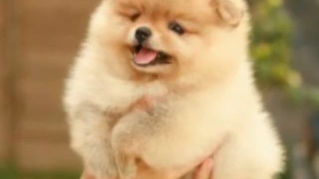 Топ 11 САМЫЙ МИЛЫХ СОБАЧЕК МИРА!!!! смотреть онлайн