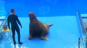 Выступление Моржа Миши Приморский океанариум