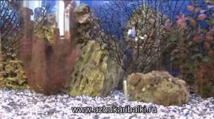 тест блесны KUTOMI PERCH 70mm