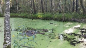 Утки в Зеленограде