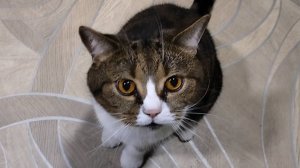 Мой кот очень любит мне нализывать ноги. Почему? Ответ в описании