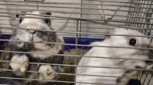 Когда КРОЛИКИ соскучились