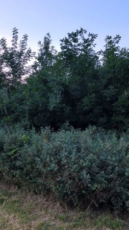 Вечерний парк и кузнечики