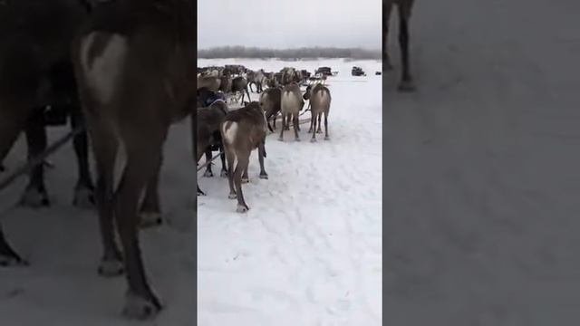 Северные олени. Подготовка к бегам на северных оленях в Нарьян-Маре.