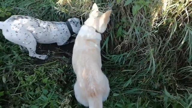 Сибирь, Охота с Лайками на Барсука, от начала до конца. смотреть онлайн